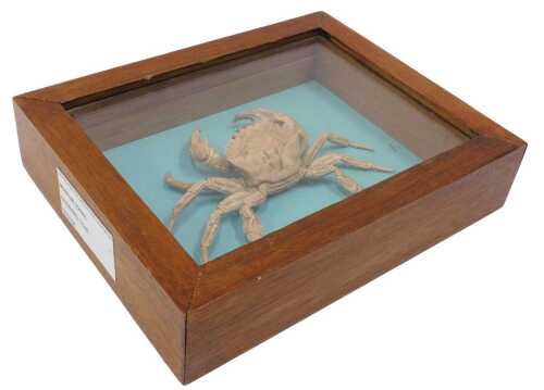 A fossilised swimming crab, in a pine display case, 20cm high, 26cm wide, 6cm deep.