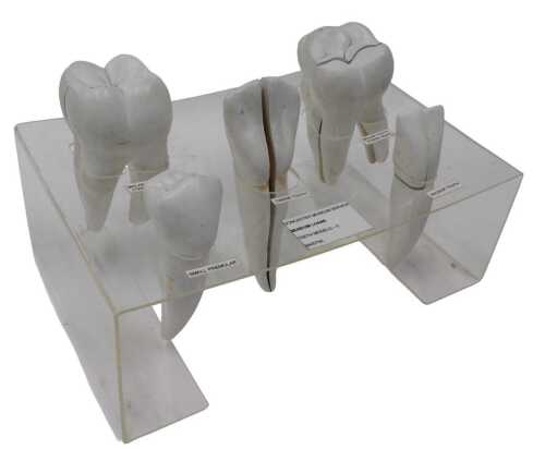 A collection of museum model teeth, comprising the molar tooth, small pre-molar, canine tooth,...