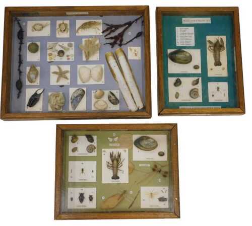 Three museum display cases, of fossils for The Life of the Seashore, in a pine display case, 5cm...