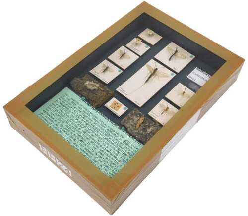 A fly ichneumon taxidermy fly case, depicting several insects, in a Perspex and cardboard-backed...