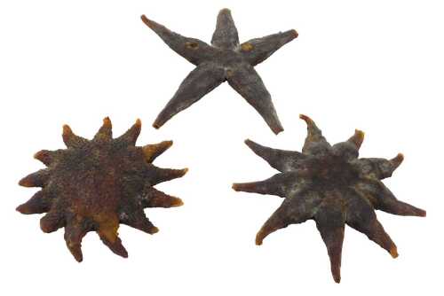 Three fossilised starfish. (AF)