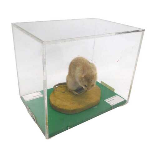 A taxidermied model of a rat, on a stylised base, in a Perspex display case, 27cm high, 31cm...
