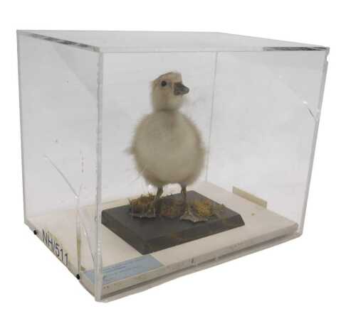A taxidermied model of a domestic goose, in a Perspex display case, 29cm high, 34cm wide, 23cm...