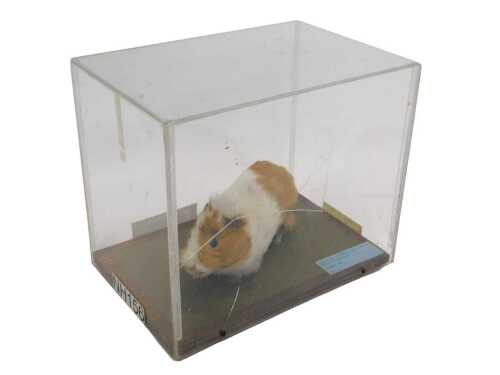 A taxidermied model of a guinea pig, in a Perspex display case, 27cm high, 30cm wide, 21cm deep....