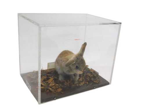 A taxidermied model of a baby rabbit, in an autumnal scene, in a Perspex case, 28cm high, 31cm...