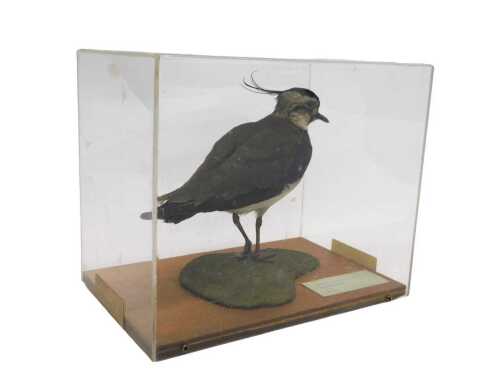 A taxidermied model of a lapwing, on a naturalistic base, in a Perspex display case, 27cm high,...