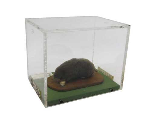 A taxidermied model of a mole, on an oval wooden base, in a Perspex display case, 18cm high,...