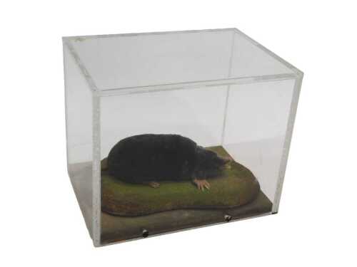 A taxidermied model of a mole, on a naturalistic base, in a Perspex display case, 17cm high,...