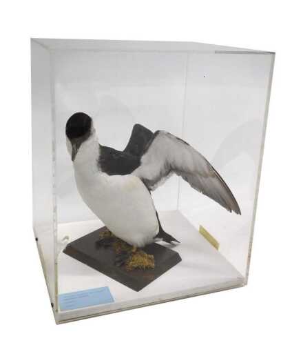 A taxidermied model of a razorbill, on a naturalistic wooden base, in a Perspex display case,...