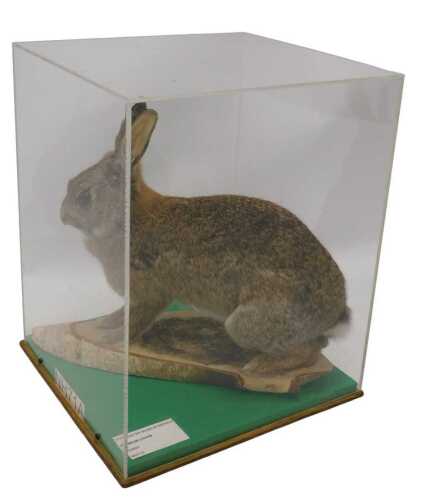 A taxidermied model of a rabbit, on log, in a Perspex display case, 40cm high, 31cm wide, 29cm...