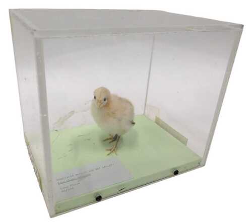 A taxidermied fowl chick, in a Perspex display case, 17cm high, 20cm wide, 14cm deep.