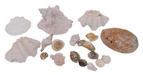 Various shells, nacre shell, 17cm wide, other large seashells. (a quantity)