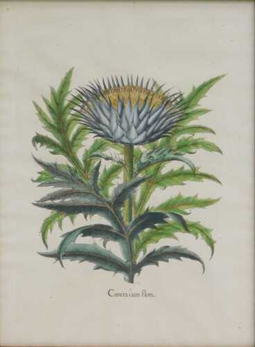 Cinera Cum Flore, bookplate print, 38cm x 28cm.