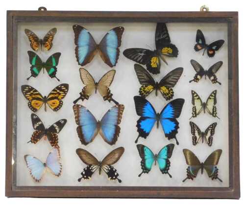 Lepidopterology. A quantity of preserved butterflies, mainly exotic, in a glazed case, 40cm high,...