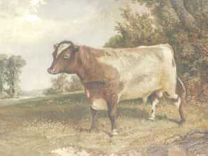 19thC English School. Bull in a landscape, oil on canvas, unsigned, 49cm x 63cm.