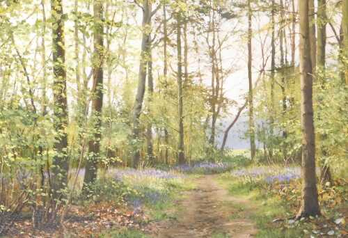 Peter Barker (British b1954). Spring Bluebells, oil on board, signed, 24.5cm x 34cm.
