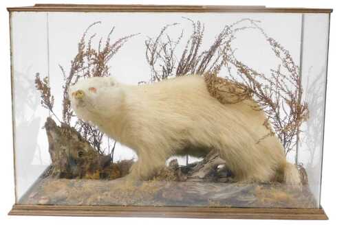 Taxidermy. An albino badger, on a naturalistic base, within a glazed hardwood case, 48cm high,...