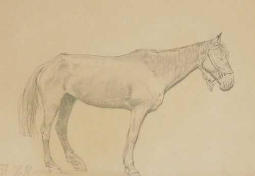 H.P. (19thC). Study of a horse, pencil, signed and dated, 20cm x 28cm.