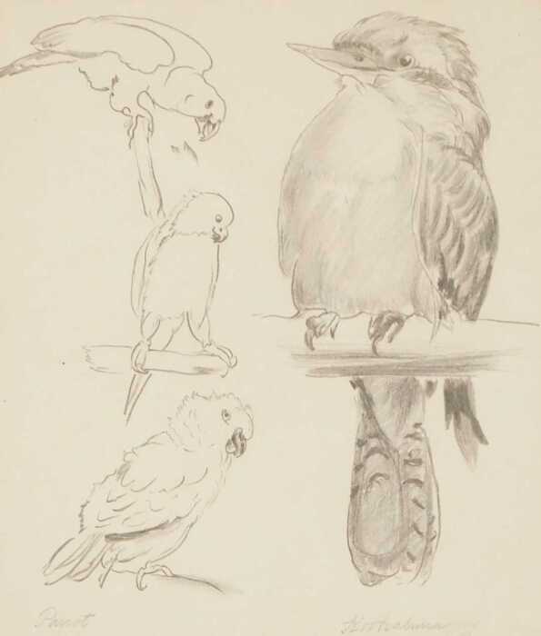 Florence Elizabeth Atkins (1876-1946). Parrots and kookaburra, charcoal, signed, 23.5cm x 20cm.