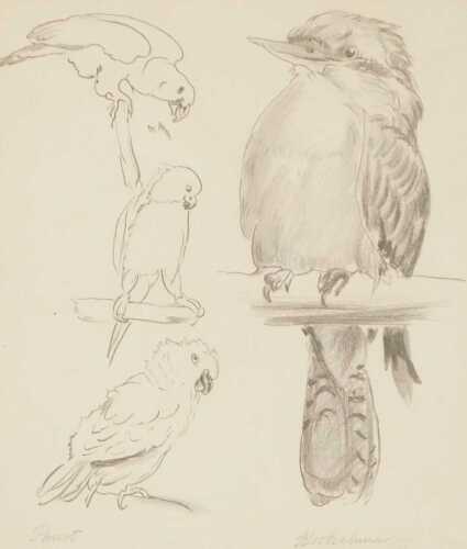 Florence Elizabeth Atkins (1876-1946). Parrots and kookaburra, charcoal, signed, 23.5cm x 20cm.
