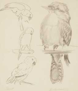 Florence Elizabeth Atkins (1876-1946). Parrots and kookaburra, charcoal, signed, 23.5cm x 20cm.