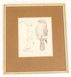 Florence Elizabeth Atkins (1876-1946). Parrots and kookaburra, charcoal, signed, 23.5cm x 20cm. - 2