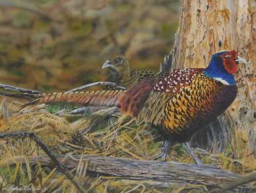 Norman Rossiter (British b1950). A pair of pheasants in woodland, pastel, signed, 37.5cm x 53cm.