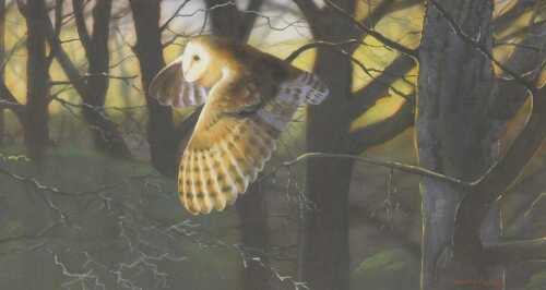 Norman Rossiter (British b1950). Barn owl in flight in woodland, pastel, signed, 25cm x 45cm.