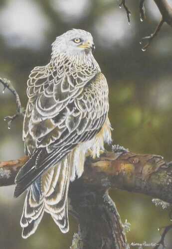 Norman Rossiter (British b1950). A red kite perched on a branch, pastel, signed, 35.5cm x 25cm.