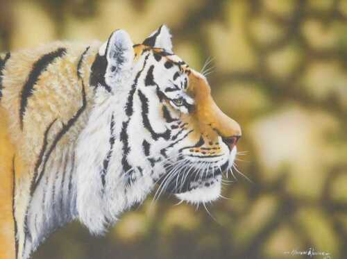 Norman Rossiter (British b1950). A study of a tiger, pastel, signed, 30cm x 40.5cm.