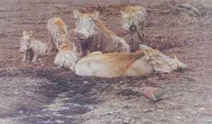 Alan Hunt (b.1947). Twelve signed limited edition prints, titled Who's The Fairest of them All?,... - 14