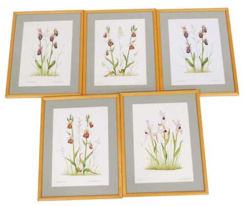 Sara Clark Spiliopoulou (British late 20thC). Tounged Orchid, Late Spider Orchid (x2), and Early...
