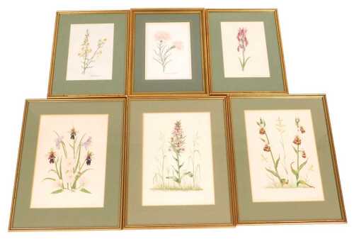 Sara Clark Spiliopoulou (British late 20thC). Carnations, Orchids, Fly Orchid, Iris &...