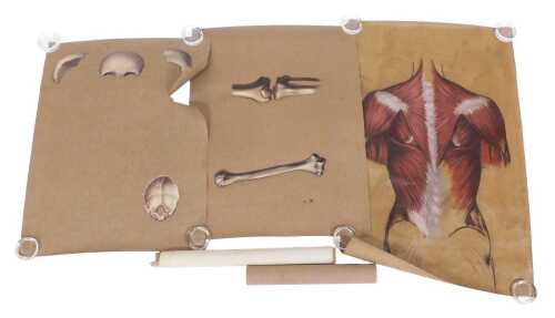 Nine early 20thC skeletal studies, charcoal and watercolour, various sizes.