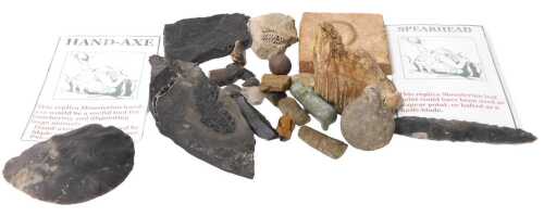 A fossilised mammoth's tooth, an osteolepis macrolapidotus fossil, a fossilised leaf in coal,...