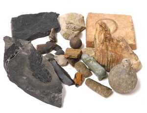A fossilised mammoth's tooth, an osteolepis macrolapidotus fossil, a fossilised leaf in coal,... - 3