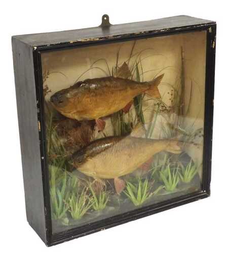 An early 20thC taxidermy case of two specimen roach, in naturalistic setting, in an ebonised...
