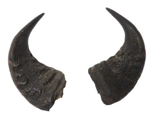 A pair of water buffalo horns, 42cm long.