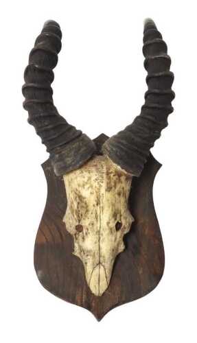 A Western Hartebeest skull and horns, mounted on an elm shield, 70cm high.