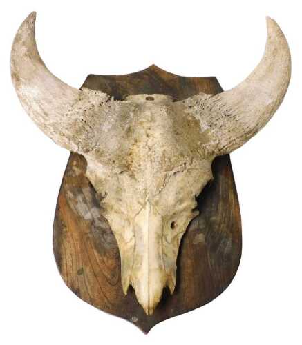 A water buffalo skull and horns, mounted on an elm shield, 55cm high.