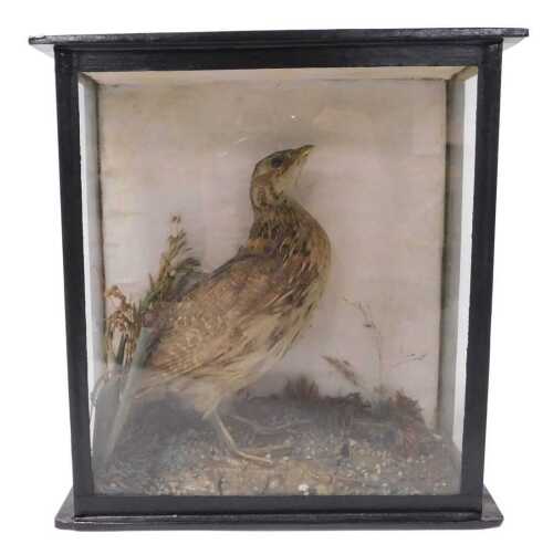 Taxidermy. A quail, cased, label verso stating Shot on Willoughton Cliff 1889 by MC Cross of...