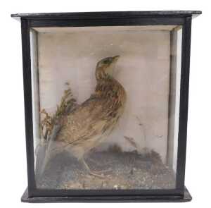 Taxidermy. A quail, cased, label verso stating Shot on Willoughton Cliff 1889 by MC Cross of...