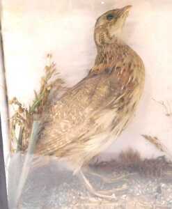 Taxidermy. A quail, cased, label verso stating Shot on Willoughton Cliff 1889 by MC Cross of... - 2