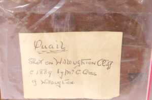 Taxidermy. A quail, cased, label verso stating Shot on Willoughton Cliff 1889 by MC Cross of... - 3