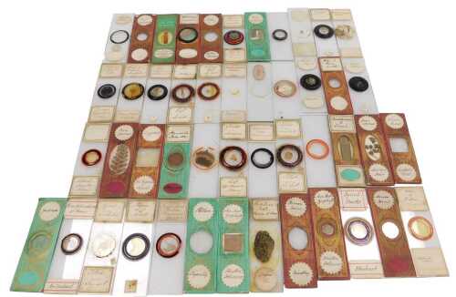 A box of late 19thC microscope slides, with botanical and other specimens.