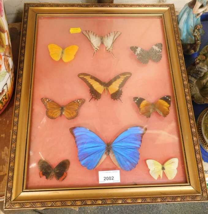 A gilt framed and glazed taxidermy butterfly collection, examples include a large central blue...