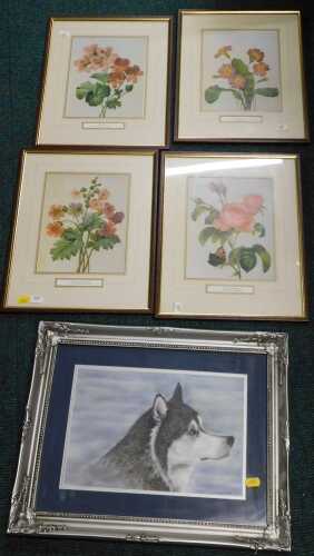 Framed pictures and prints, including flowers, husky, etc. (a quantity)
