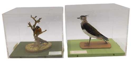 Two displays of taxidermied birds, male and female Chaffinch and Lapwing.