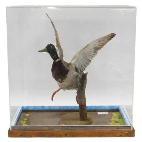A taxidermied mallard in flight, in Perspex case.