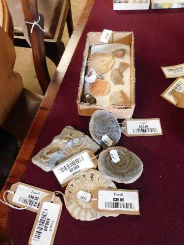 V - Shells and fossils, 8cm wide, etc. (a quantity) NB. VAT is payable on the hammer price. CAVEAT...
